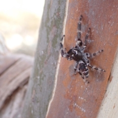 Sandalodes superbus (Ludicra Jumping Spider) at Murrumbateman, NSW - 16 Jan 2023 by SimoneC