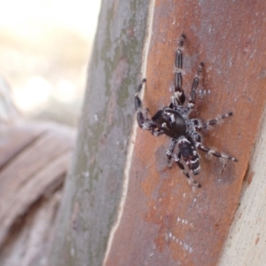 Sandalodes superbus at Murrumbateman, NSW - 16 Jan 2023 05:05 PM