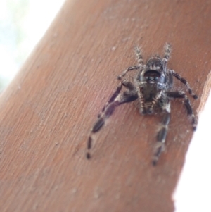 Sandalodes superbus at Murrumbateman, NSW - 16 Jan 2023