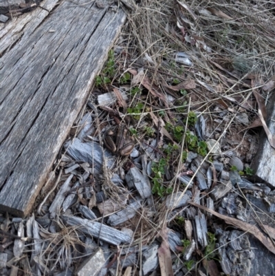 Limnodynastes peronii (Brown-striped Frog) at Hackett, ACT - 17 Jan 2023 by WalterEgo