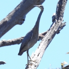 Egretta novaehollandiae (White-faced Heron) at Throsby, ACT - 17 Jan 2023 by JohnBundock