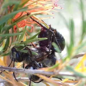 Sphex sp. (genus) at Murrumbateman, NSW - 16 Jan 2023