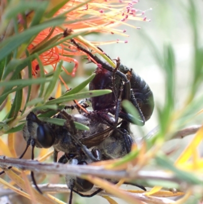 Sphex sp. (genus) (Unidentified Sphex digger wasp) at Murrumbateman, NSW - 16 Jan 2023 by SimoneC