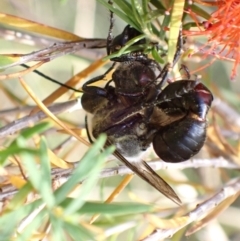 Sphex sp. (genus) at Murrumbateman, NSW - 16 Jan 2023 05:54 PM