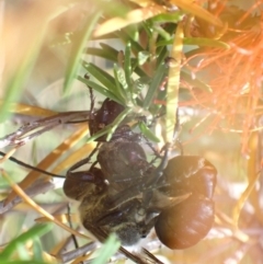 Sphex sp. (genus) at Murrumbateman, NSW - 16 Jan 2023