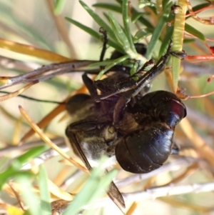 Sphex sp. (genus) at Murrumbateman, NSW - 16 Jan 2023