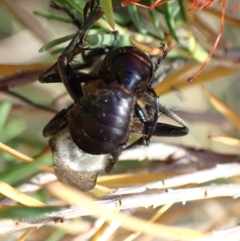 Sphex sp. (genus) at Murrumbateman, NSW - 16 Jan 2023 05:54 PM