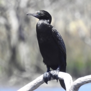 Phalacrocorax sulcirostris at Throsby, ACT - 17 Jan 2023