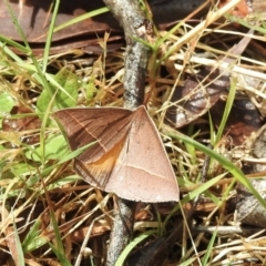 Epidesmia chilonaria (Golden-winged Epidesmia) at Bundanoon, NSW - 6 Jan 2023 by GlossyGal