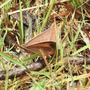 Epidesmia chilonaria at Bundanoon, NSW - 7 Jan 2023 10:41 AM