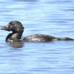 Biziura lobata (Musk Duck) at Throsby, ACT - 17 Jan 2023 by JohnBundock