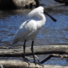 Platalea regia (Royal Spoonbill) at Throsby, ACT - 17 Jan 2023 by JohnBundock