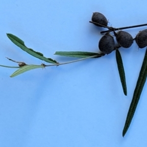 Hovea heterophylla at Hackett, ACT - 16 Jan 2023