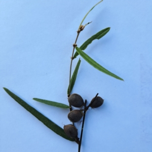 Hovea heterophylla at Hackett, ACT - 16 Jan 2023 09:34 AM