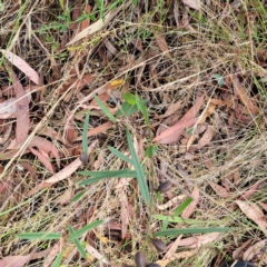 Hovea heterophylla at Hackett, ACT - 16 Jan 2023 09:34 AM