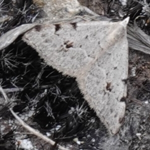 Dichromodes estigmaria at Vincentia, NSW - 15 Jan 2023