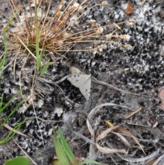 Dichromodes estigmaria at Vincentia, NSW - 15 Jan 2023