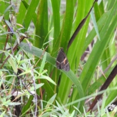 Tisiphone abeona (Varied Sword-grass Brown) at Leaver Park - 7 Jan 2023 by GlossyGal