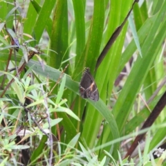 Tisiphone abeona (Varied Sword-grass Brown) at Bundanoon, NSW - 7 Jan 2023 by GlossyGal