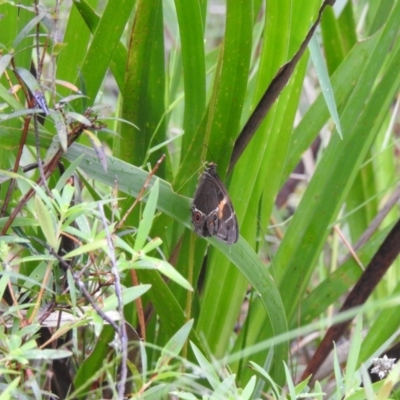 Tisiphone abeona (Varied Sword-grass Brown) at Wingecarribee Local Government Area - 7 Jan 2023 by GlossyGal