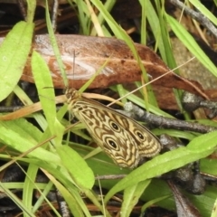 Geitoneura acantha (Ringed Xenica) at Bundanoon - 7 Jan 2023 by GlossyGal