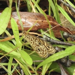 Geitoneura acantha at Bundanoon, NSW - 7 Jan 2023