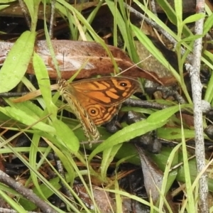 Geitoneura acantha at Bundanoon, NSW - 7 Jan 2023