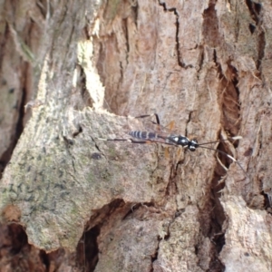 Stenarella victoriae at Murrumbateman, NSW - 16 Jan 2023