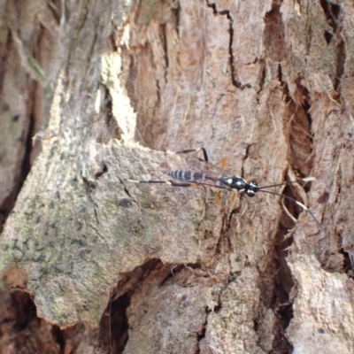 Stenarella victoriae (An ichneumon parasitic wasp) at Murrumbateman, NSW - 16 Jan 2023 by SimoneC