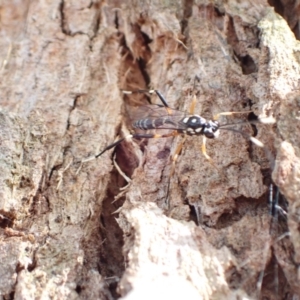 Stenarella victoriae at Murrumbateman, NSW - 16 Jan 2023