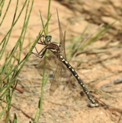 Synthemis eustalacta (Swamp Tigertail) at Wingecarribee Local Government Area - 8 Jan 2023 by GlossyGal