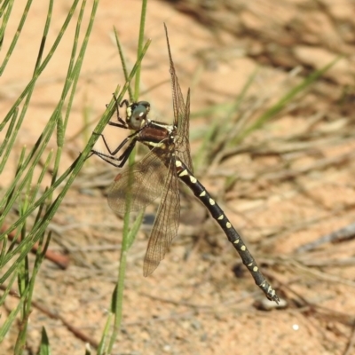 Synthemis eustalacta (Swamp Tigertail) at Wingello - 8 Jan 2023 by GlossyGal