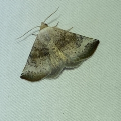 Mataeomera mesotaenia (Large Scale Moth) at Jerrabomberra, NSW - 14 Jan 2023 by Steve_Bok