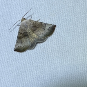 Mataeomera mesotaenia at suppressed - 15 Jan 2023
