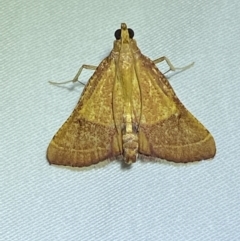 Endotricha pyrosalis (A Pyralid moth) at Jerrabomberra, NSW - 14 Jan 2023 by Steve_Bok