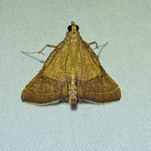 Endotricha pyrosalis at Jerrabomberra, NSW - 15 Jan 2023