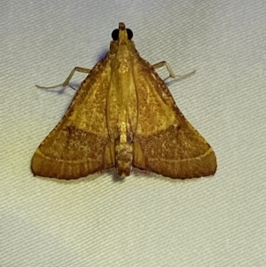 Endotricha pyrosalis at Jerrabomberra, NSW - 15 Jan 2023