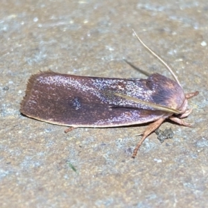 Cryptophasa rubescens at Jerrabomberra, NSW - suppressed