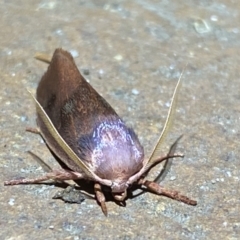 Cryptophasa rubescens at Jerrabomberra, NSW - 15 Jan 2023