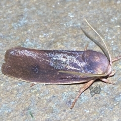 Cryptophasa rubescens at Jerrabomberra, NSW - suppressed