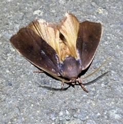 Cryptophasa rubescens at Jerrabomberra, NSW - 15 Jan 2023