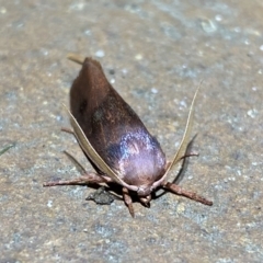 Cryptophasa rubescens at Jerrabomberra, NSW - suppressed