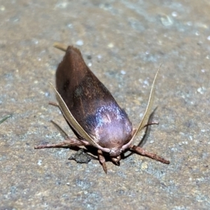 Cryptophasa rubescens at Jerrabomberra, NSW - 15 Jan 2023