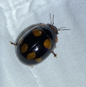 Paropsisterna beata at Jerrabomberra, NSW - suppressed