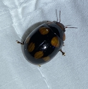 Paropsisterna beata at Jerrabomberra, NSW - suppressed