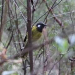 Nesoptilotis leucotis (White-eared Honeyeater) at Alpine, NSW - 10 Sep 2022 by JanHartog