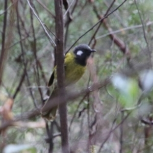 Nesoptilotis leucotis at Alpine, NSW - 10 Sep 2022