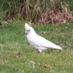 Cacatua sanguinea (Little Corella) at Wingecarribee Local Government Area - 13 Sep 2022 by JanHartog