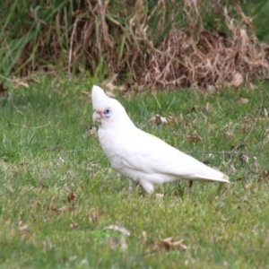 Cacatua sanguinea at Bowral, NSW - 13 Sep 2022 12:41 PM