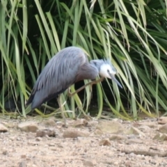 Egretta novaehollandiae (White-faced Heron) at Wingecarribee Local Government Area - 13 Sep 2022 by JanHartog